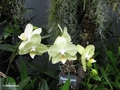 Im Orchideengarten