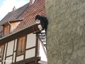 Rabe am Höllenhof