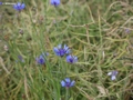 Blumen am Weg