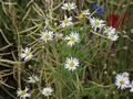 Blumen am Weg