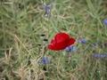 Blumen am Weg